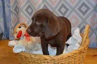 Olivia, a female Labrador Retriever for sale in Greenwood, WI – Photo 4 of 7