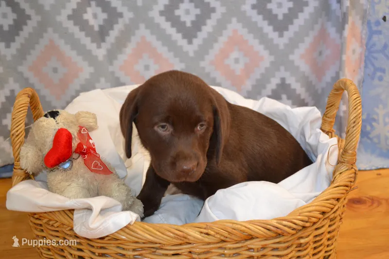 Olivia – Labrador Retriever puppy for sale in Greenwood, WI