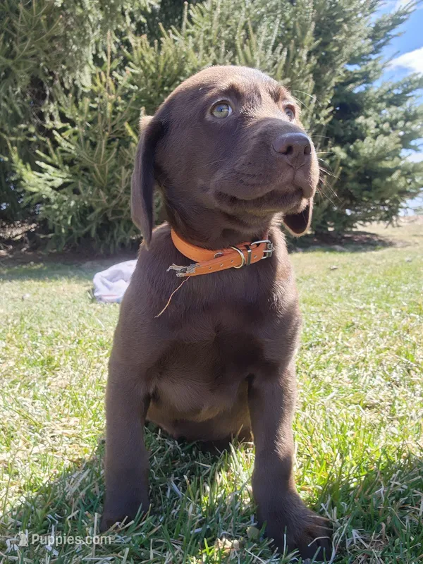 Olivia – Labrador Retriever puppy for sale in Greenwood, WI