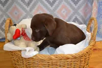 Olivia, a female Labrador Retriever for sale in Greenwood, WI – Photo 3 of 7