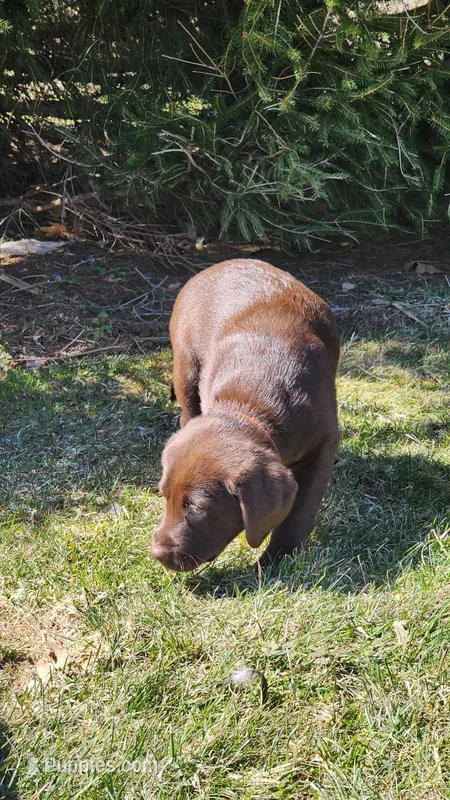Olivia – Labrador Retriever puppy for sale in Greenwood, WI