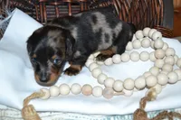 Smokey, a male Dachshund for sale in Greenwood, WI – 6 of 8