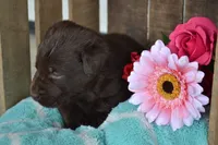 Lilla, a female Labrador Retriever for sale in Greenwood, WI – 4 of 4