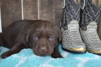lanson, a female Labrador Retriever for sale in Greenwood, WI – 2 of 4