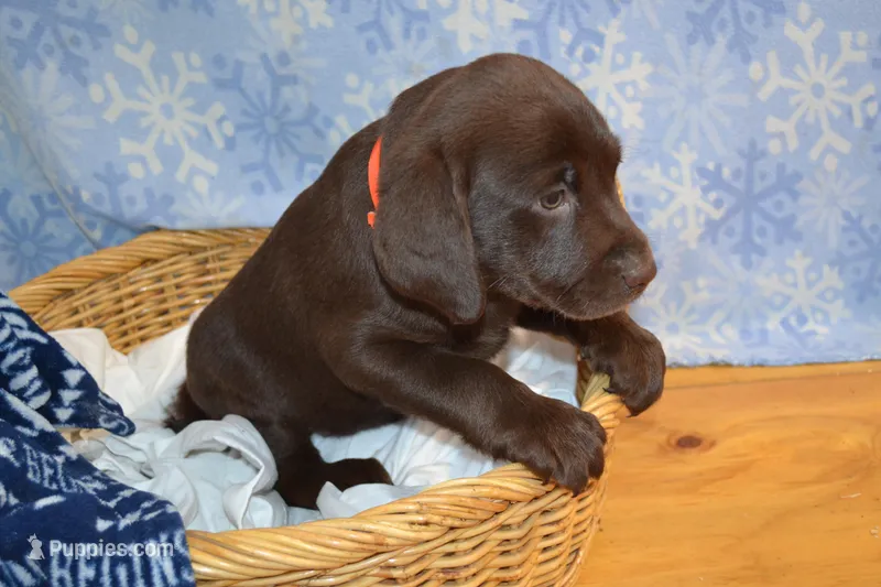 Zain – Labrador Retriever puppy for sale in Greenwood, WI