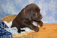 Zain, a female Labrador Retriever for sale in Greenwood, WI – Photo 3 of 8