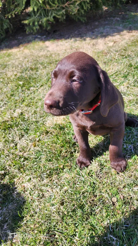 Zain – Labrador Retriever puppy for sale in Greenwood, WI