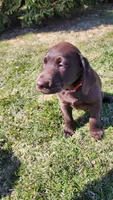 Zain, a male Labrador Retriever for sale in Greenwood, WI – Photo 1 of 8