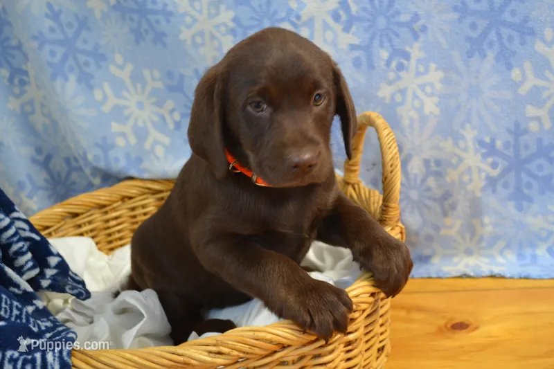 Zain – Labrador Retriever puppy for sale in Greenwood, WI