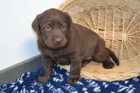 Zain, a female Labrador Retriever for sale in Greenwood, WI – Photo 5 of 5