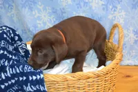 Zain, a female Labrador Retriever for sale in Greenwood, WI – Photo 4 of 8