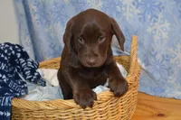 Zain, a female Labrador Retriever for sale in Greenwood, WI – Photo 2 of 8