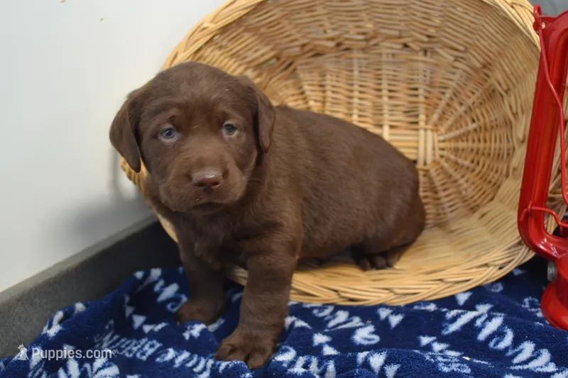 Zain – Labrador Retriever puppy for sale in Greenwood, WI