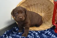 Zain, a female Labrador Retriever for sale in Greenwood, WI – Photo 1 of 5