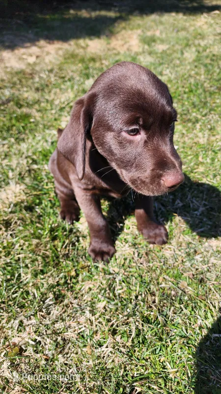 Zain – Labrador Retriever puppy for sale in Greenwood, WI