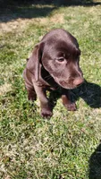 Zain, a male Labrador Retriever for sale in Greenwood, WI – Photo 2 of 8