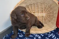 Zain, a female Labrador Retriever for sale in Greenwood, WI – Photo 3 of 5