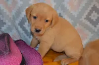 Donna, a female Labrador Retriever for sale in Greenwood, WI – 2 of 3