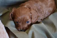 Biscuit, a male Cavapoo for sale in Greenwood, WI – 5 of 5