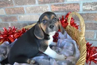 Reba, a female Puggle for sale in Greenwood, WI – Photo 7 of 9