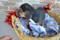 Reba, a female Puggle for sale in Greenwood, WI – Photo 9 of 9