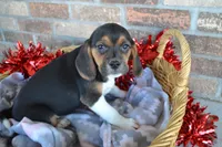 Reba, a female Puggle for sale in Greenwood, WI – Photo 1 of 9