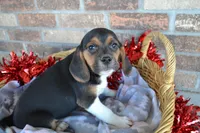 Reba, a female Puggle for sale in Greenwood, WI – Photo 6 of 9