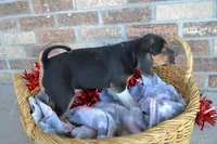 Reba, a female Puggle for sale in Greenwood, WI – Photo 8 of 9