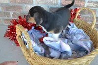 Reba, a female Puggle for sale in Greenwood, WI – Photo 3 of 9