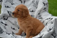 Gabby, a female Golden Retriever for sale in Greenwood, WI – 3 of 4