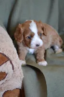 Bubbles, a male Cavapoo for sale in Greenwood, WI – 2 of 4