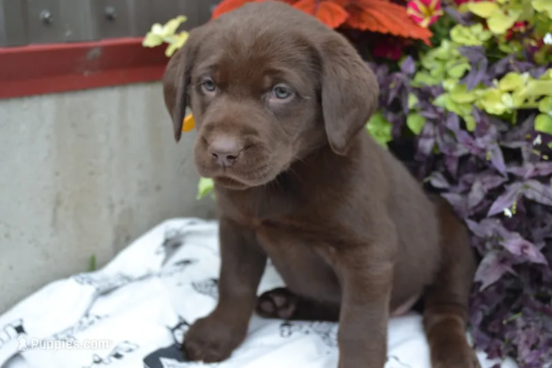 Lysa – Labrador Retriever puppy for sale in Greenwood, WI