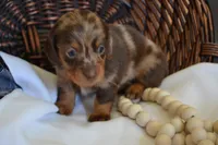 Sage, a female Dachshund for sale in Greenwood, WI – 4 of 8
