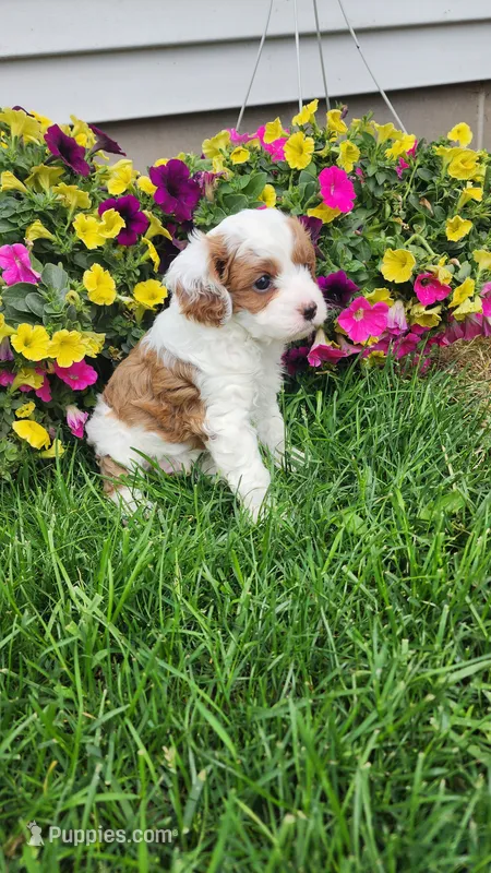 Patches – Cavapoo puppy for sale in Greenwood, WI