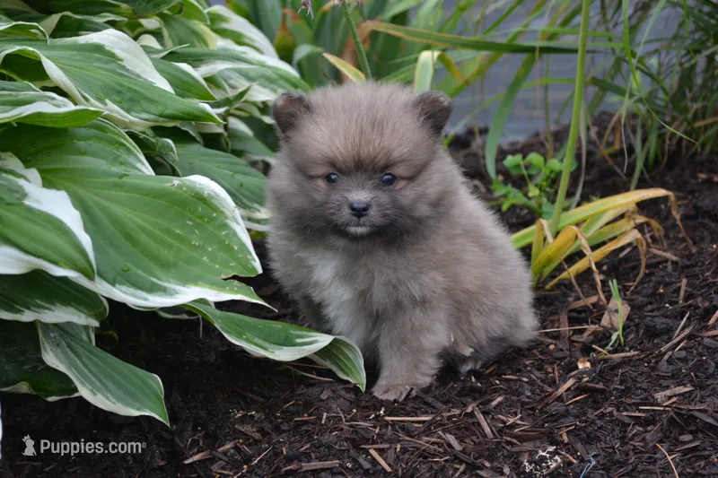 Western – Pomeranian puppy for sale in Greenwood, WI