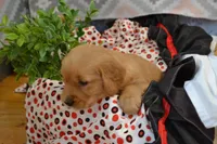 Bailey, a female Golden Retriever for sale in Greenwood, WI – Photo 3 of 6