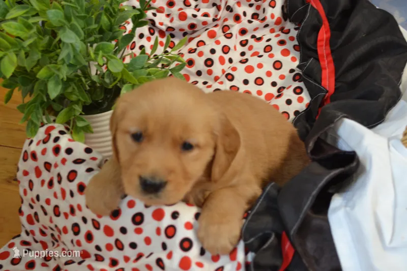 Bailey – Golden Retriever puppy for sale in Greenwood, WI