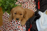 Bailey, a female Golden Retriever for sale in Greenwood, WI – Photo 4 of 6