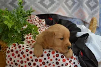 Bailey, a female Golden Retriever for sale in Greenwood, WI – Photo 2 of 6