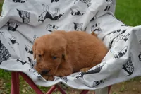 Gabby, a female Golden Retriever for sale in Greenwood, WI – 4 of 4