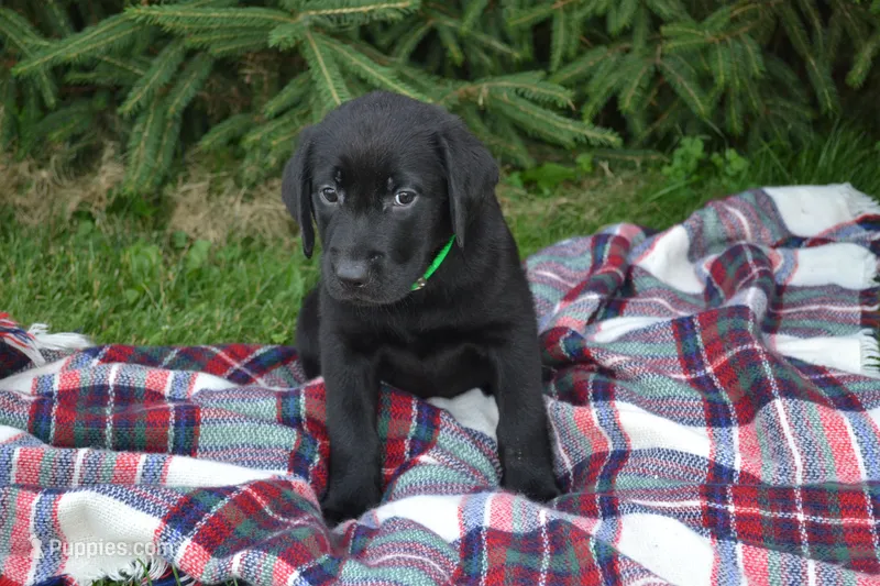 Alex – Labrador Retriever puppy for sale in Greenwood, WI