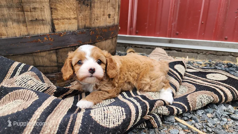 Bubbles – Cavapoo puppy for sale in Greenwood, WI