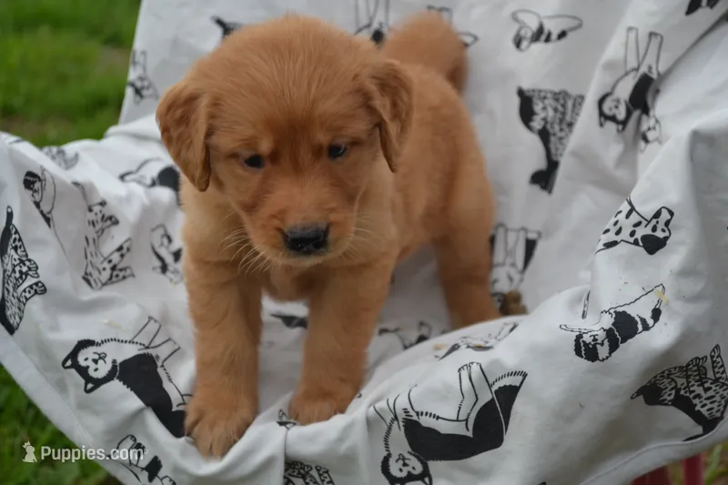 Rylie – Golden Retriever puppy for sale in Greenwood, WI