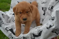 Rylie, a female Golden Retriever for sale in Greenwood, WI – 1 of 4
