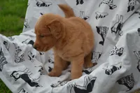 Rylie, a female Golden Retriever for sale in Greenwood, WI – 3 of 4