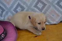Ellie, a female Labrador Retriever for sale in Greenwood, WI – 3 of 3
