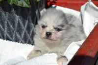 Wynter, a female Pomeranian for sale in Greenwood, WI – 2 of 8