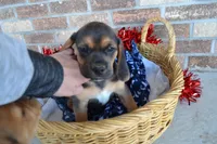Mack, a male Puggle for sale in Greenwood, WI – Photo 7 of 7