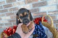 Mack, a male Puggle for sale in Greenwood, WI – Photo 6 of 7