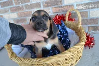 Mack, a male Puggle for sale in Greenwood, WI – Photo 2 of 7